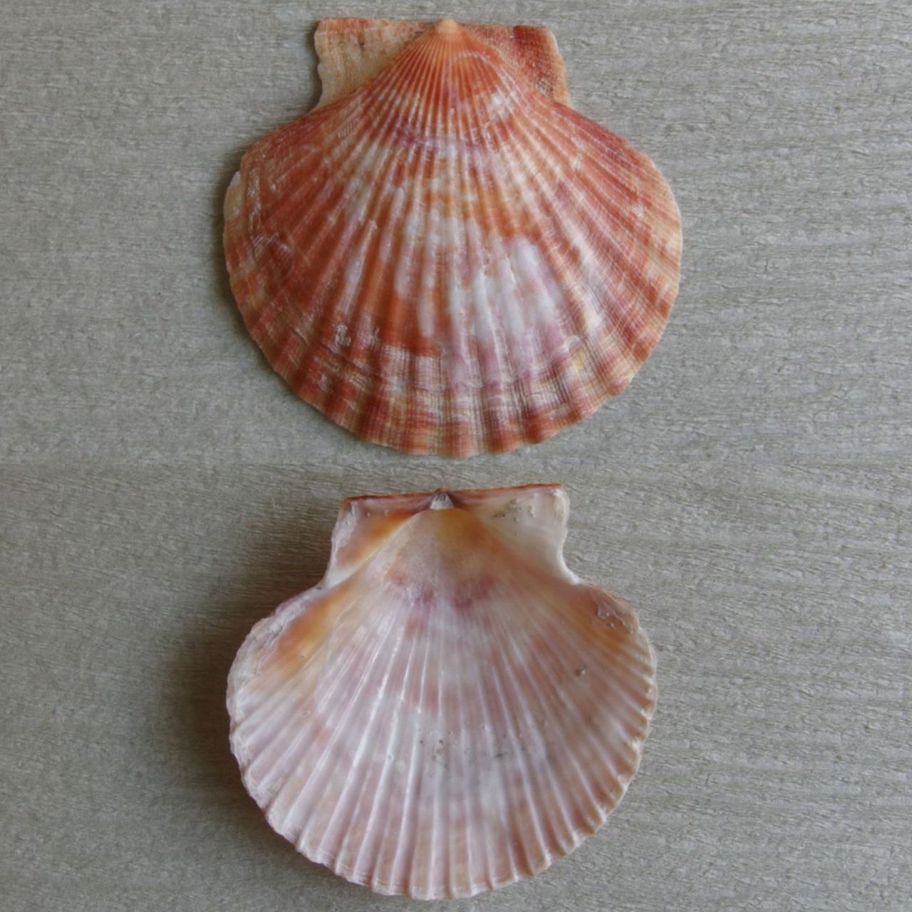 Aequipecten opercularis aus unserer Sammlung