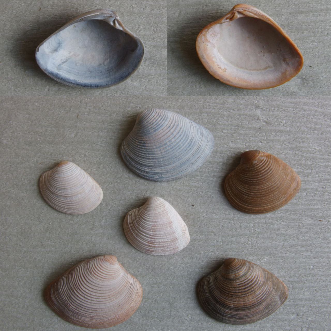 Chamelea striatula