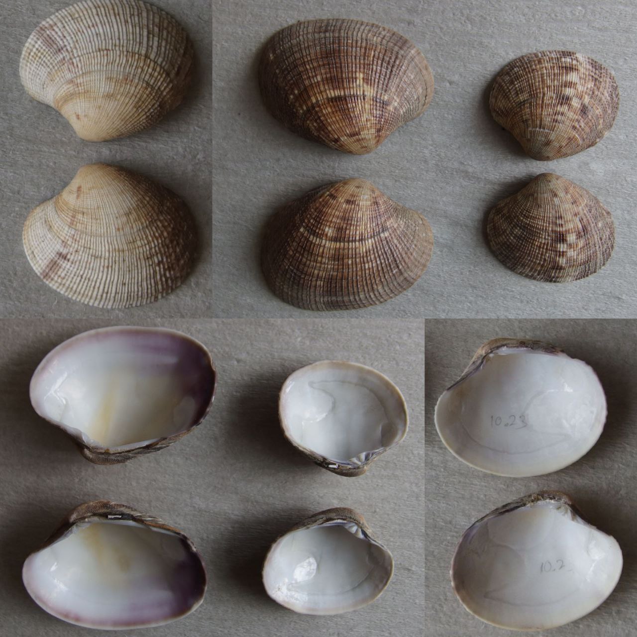 Ruditapes philippinarum