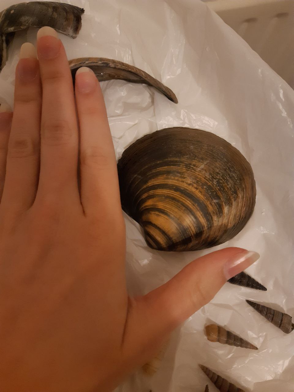 Die Arctica islandica, die meine beste Freundin in Blackpool aus dem Sand grub mit meiner Hand zum Größenvergleich 2019