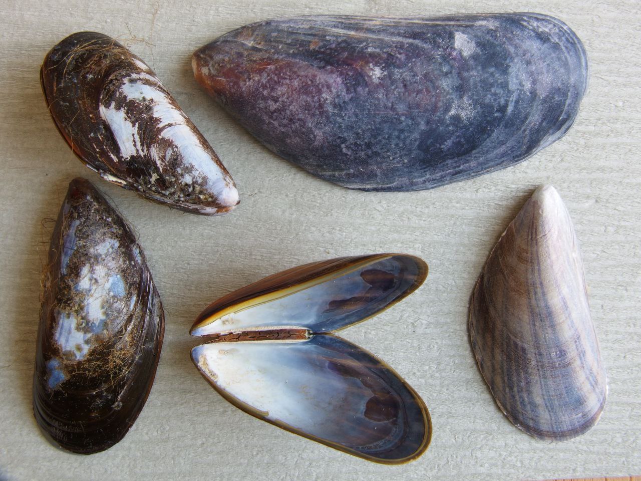 Mytilus edulis aus unserer Sammlung